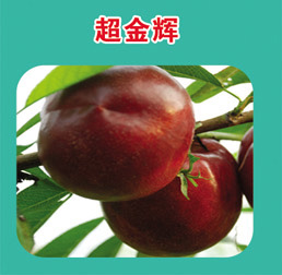 油桃早熟极早熟品种