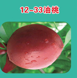 油桃早熟极早熟品种